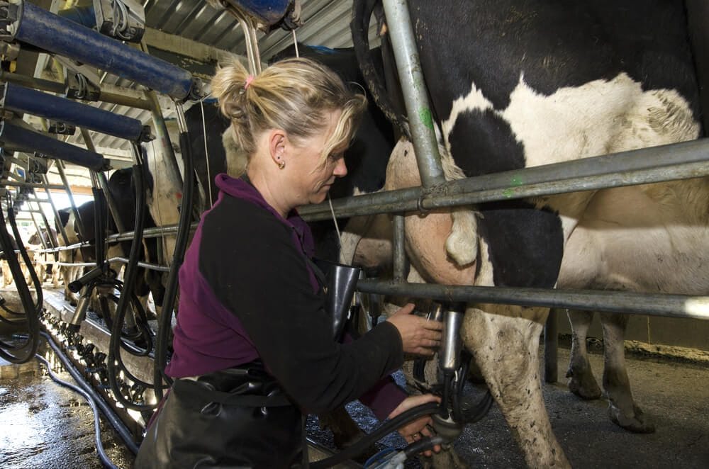Milkwoman milks cows in milking facility PERIA NZ Milkwoman milks cows in milking facility PERIA NZ