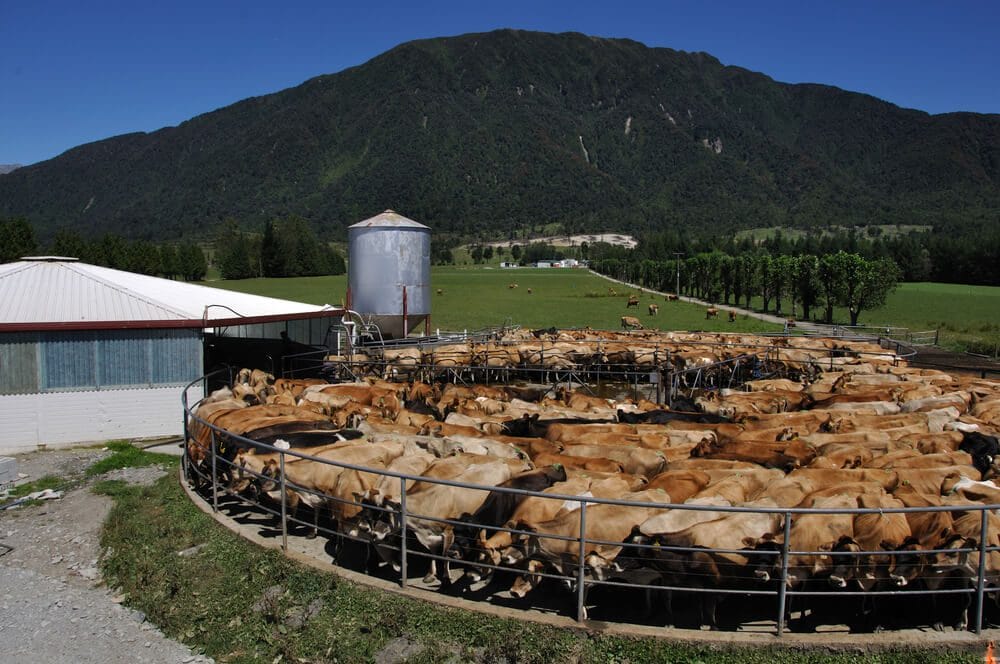 New zealand dairy farm New zealand dairy farm