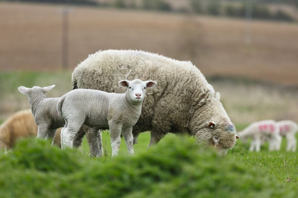 UK Farming UK Farming